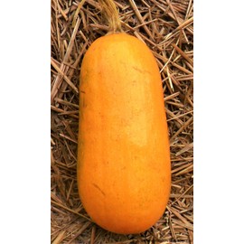 RAISE ME UP: Seeds Long Pie Pumpkin Non GMO Heirloom