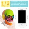 New Anatomy Skull Model 15 Parts Human Anatomy Exploded Skull