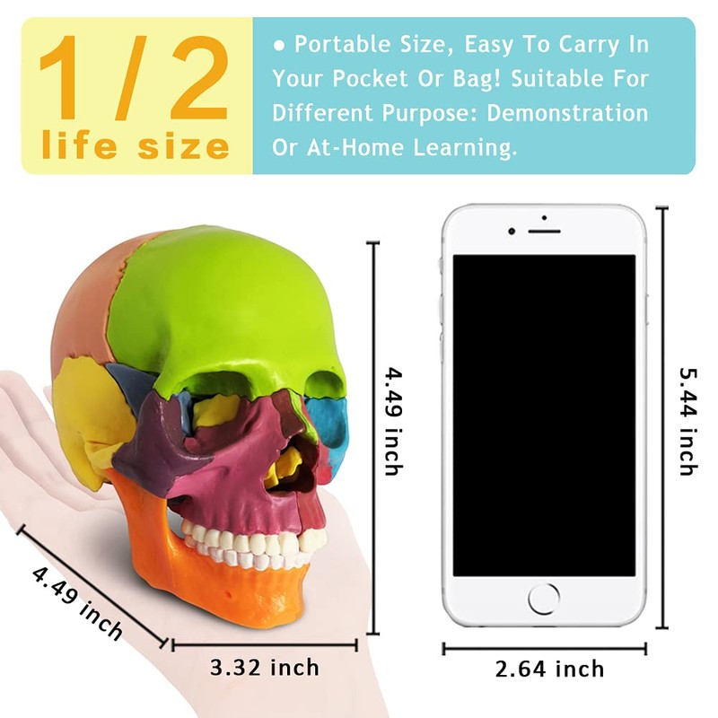 New Anatomy Skull Model 15 Parts Human Anatomy Exploded Skull