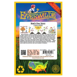 Everwilde Farms - 250 Bebb's Oval Sedge Native Grass Seeds - Gold Vault Seed Packet