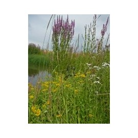 JustSeed - Wild Flower - Pond Edge Meadow Mixture - Wetlands - 4g