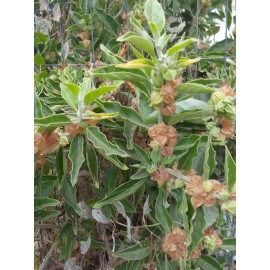 Undisclosed Organic Ashwagandha Dried Berries with Seeds - 50