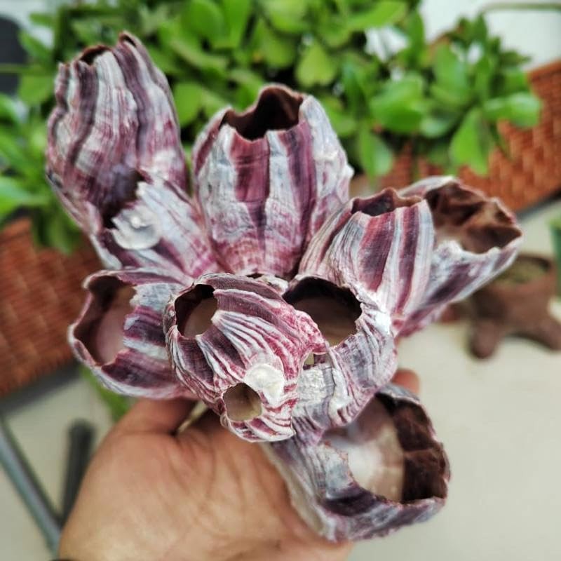 YZHZOM Large Purple Barnacles Clusters, Aquarium Decor with Purple Coral