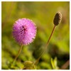 Everwilde Farms - 60 Sensitive Briar Native Wildflower Seeds -