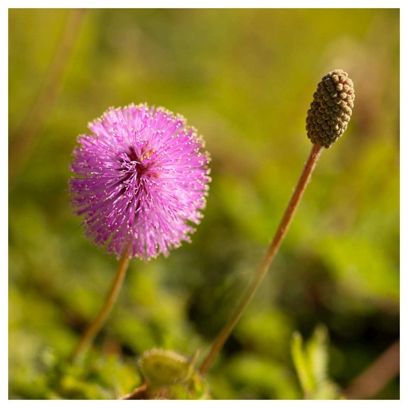 Everwilde Farms - 60 Sensitive Briar Native Wildflower Seeds -