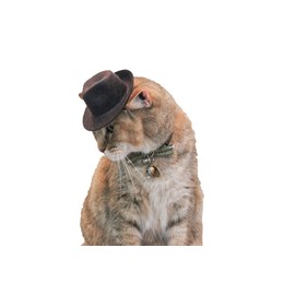 Indiana Jones Fedora for your Cat, Indiana Jones hat for Dog or Pet