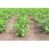 Yukon Gold Potatoes for Plántịng - Potato Sééds -2 Lbs,