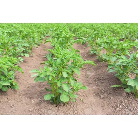 Yukon Gold Potatoes for Plántịng - Potato Sééds -2 Lbs, Heirloom, Non-GMO