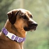 Plutus Pet Cotton Dog Collar, Heavy Duty Collar with Soft