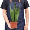 Snake Plant 'Zeylanica' - Size: 3" Pot, Pot Style: Nursery