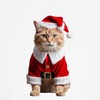 CafePress Funny Ugly Christmas Sweater Mad Santa Claus Cat Dog
