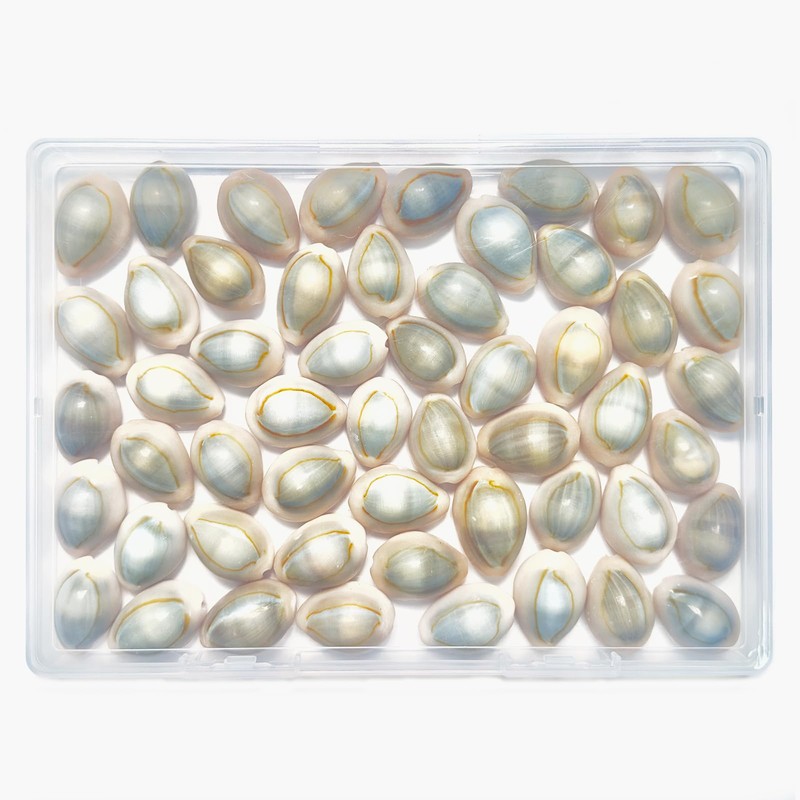50pcs, Grey Conch Shells, Shell Beads, Bracelet Making, for Bracelet
