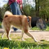 LeongLzt Field Guard, Vet-Recommended Dog Safety Mesh Protector for Foxtails,