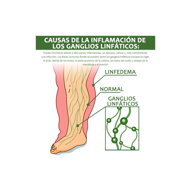 Planta Pomada Para El Ccuidado Linfático Cuidado Crema 20g