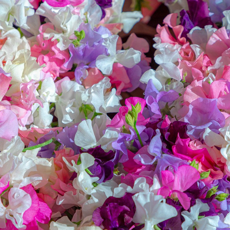 Outsidepride Annual Sweet Peas Plant Flower Seed Vine Mix -