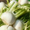 Frische Kontor | Fennel | Delicate, Aromatic and Versatile |
