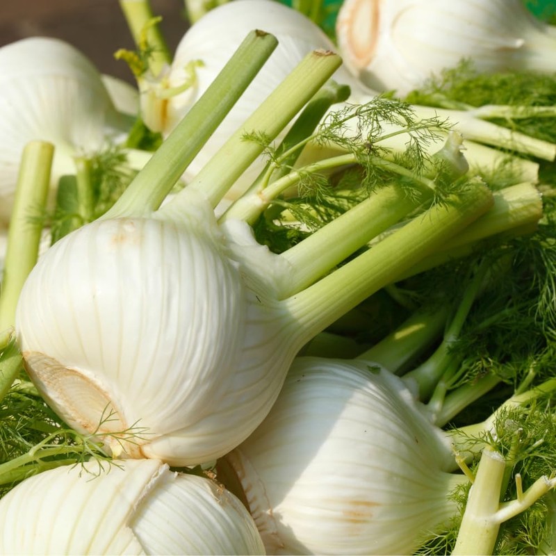 Frische Kontor | Fennel | Delicate, Aromatic and Versatile |