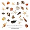 Avalon Mixed SEA Shells Collectable Small Seashell Mixes, Decorative Craft