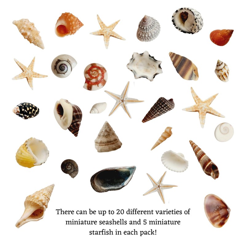 Avalon Mixed SEA Shells Collectable Small Seashell Mixes, Decorative Craft