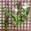 Better-Gro Bromeliad Hanging Kokedama – Indoor/Outdoor Decorative Planter, Low Maintenance