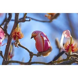 CZ Grain 5 Yulan Magnolia Tree Seeds to Plant Spring Buds Look Like Pink Birds