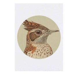 'Rufous Naped Lark' Temporary Tattoo - Water Resistant, Skin-Safe, Non-Toxic Transfer (TO00082213)