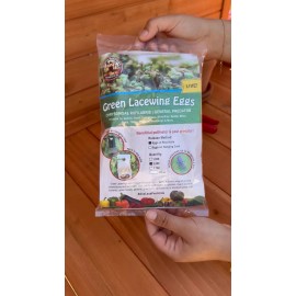 Natures Good Guys Green Lacewing Eggs in Rice Hulls - 2,500 Count - Aphid Exterminator