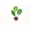 Lemon Lime Maranta - 3" from California Tropicals