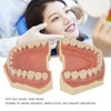 Dental Teaching Model Soft Gum 32 Teeth Dental Demonstration Teeth