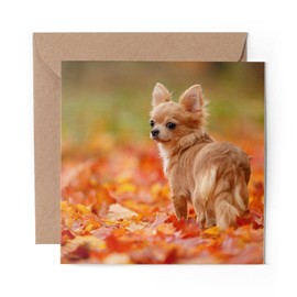 1 x Greeting Card Pretty Autumn Walk Chihuahua Dog Puppy - Blank Birthday Celebration Anniversary #46189