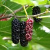 1 Starter Plant of Illinois Everbearing Mulberry Tree