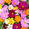 Seed Needs Flower Seeds Cosmos Crazy Blend No Filler 10+