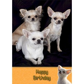 Chihuahua Birthday Card
