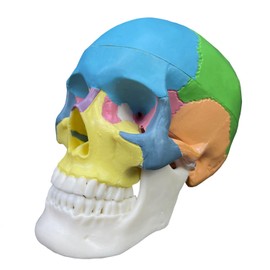Human Anatomy Skull Model, 3 Part Detachable Design, 1/2 Size with Study Manual (3 Parts Color)