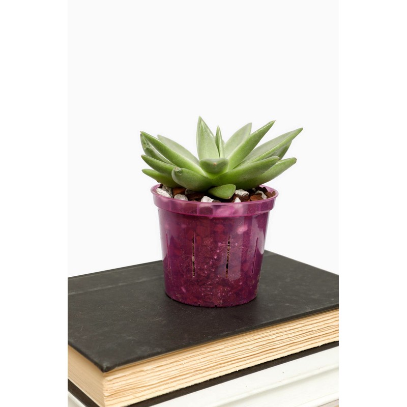 rePotme 4 inch Orchid Pot 3 Pack - Slotted Orchid