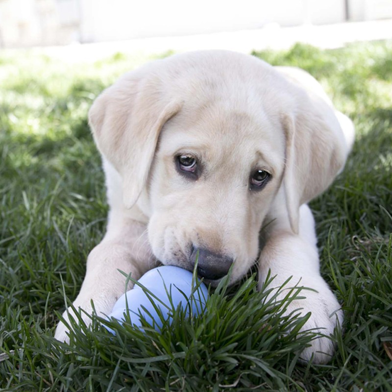 KONG Puppy - Natural Teething Rubber Chew Toy for Dogs