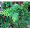 Fernspray Hinoki Cypress - Live Plant - 3 Gallon Pot