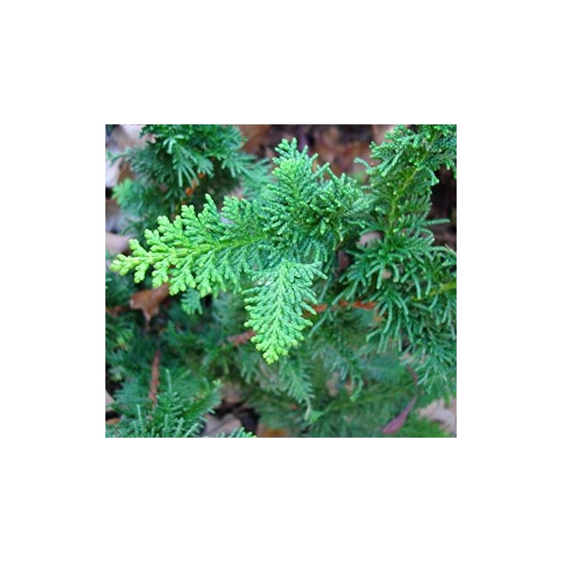 Fernspray Hinoki Cypress - Live Plant - 3 Gallon Pot