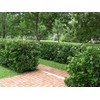 Viburnum Suspensum - 10 Live Plants - Evergreen Privacy Hedge