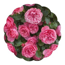 Stargazer Perennials Leonardo Da Vinci Rose Plant Potted Reblooming Pink Rose Bush - 60+ Petal Flowers