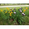 Bearded Iris 15 Bearded Iris Rhizomes – Easy to Grow,