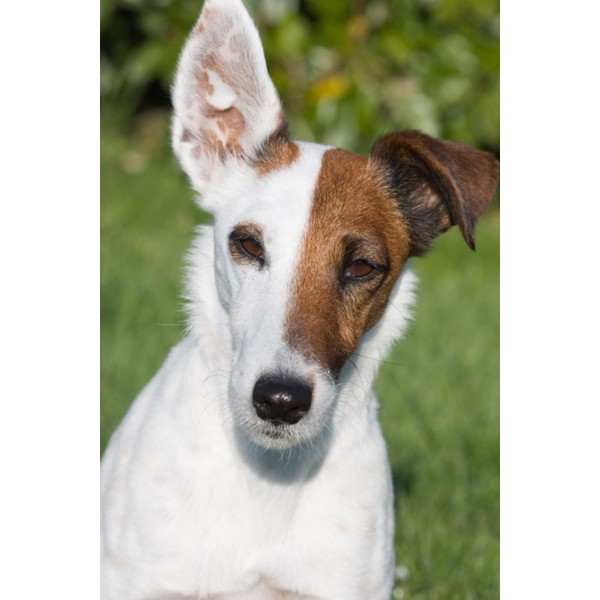 Fox Terrier Notebook: Cute Fox Terrier Dog Journal Diary Size