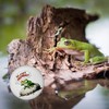 Grumpy Frog on Stone Magnet Round with Saying Go Away,