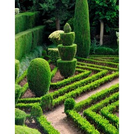 100 Seeds Privet Seeds - Ligustrum vulgare, Ligustrum Quihoui Carr, Ligustrum lucidum