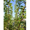 Tree Red Mulberry Tree 7 Cuttings 7"-9' long Organic Leave