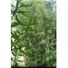 Black Timber Bamboo Nigra Daikokuchiku California Giant Bare Root Plant