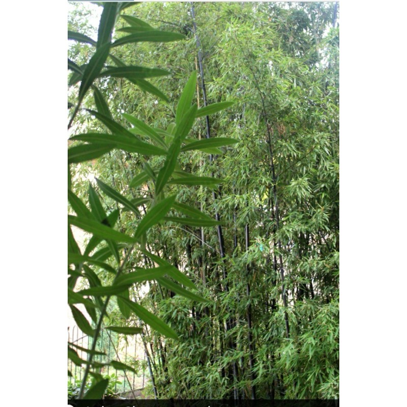 Black Timber Bamboo Nigra Daikokuchiku California Giant Bare Root Plant