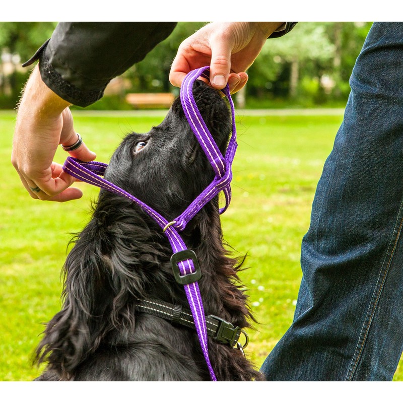 Gencon All-in-1 Headcollar and Lead Right-handed Blue/White