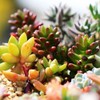 Succulents Mix Rare Plant Exotic Cactus Flower Succulents 200 Seeds