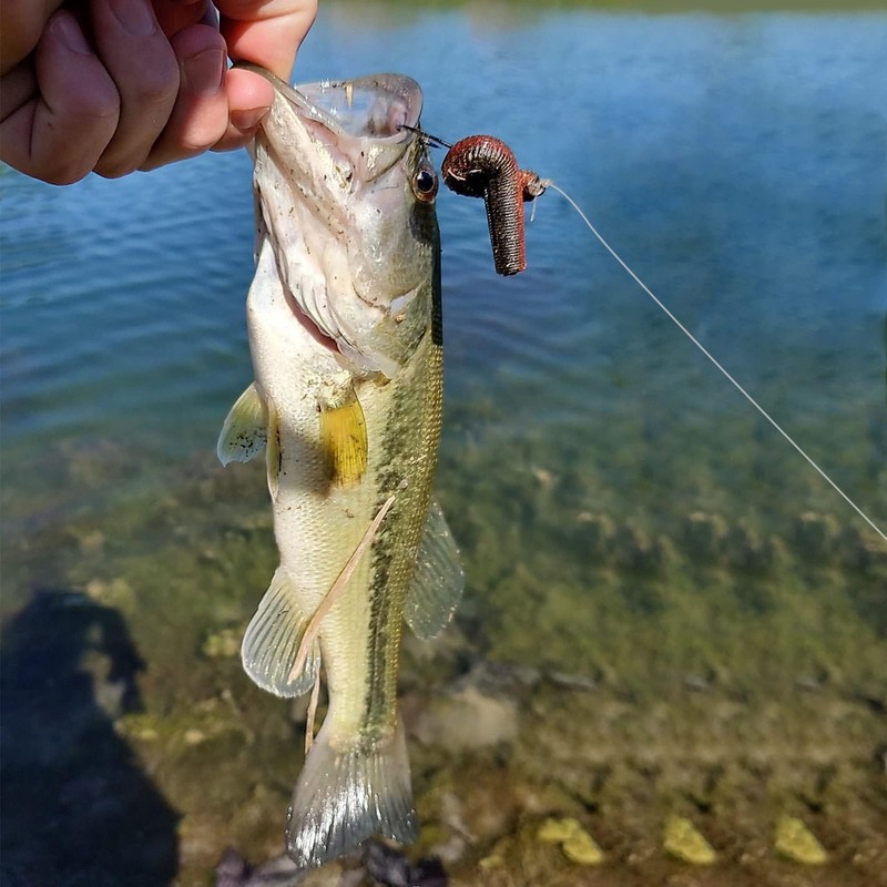 Bombrooster Finesse Ned Rig Baits Kit-TRD - Señuelos de gusanos